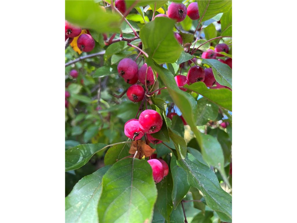 14199 Riverbend Trail Rocksbury Twp MN 56701 - Red Lake River 6701262 image8