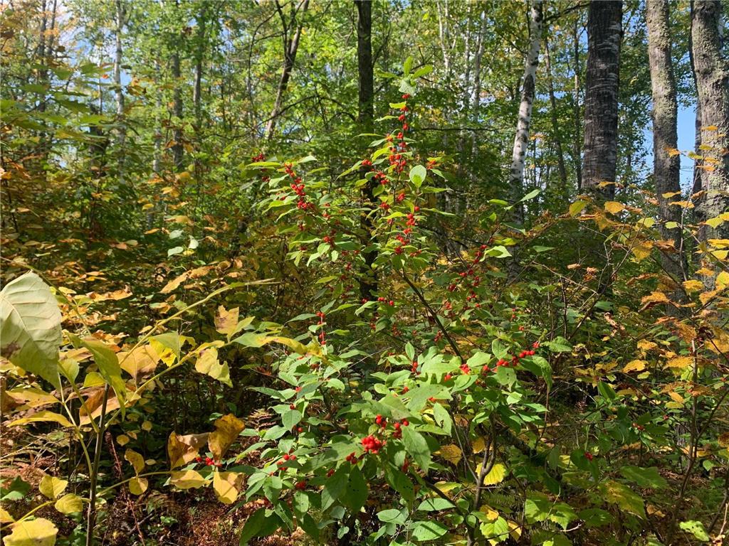 14331 395th Lane Salo Twp MN 55787 6789552 image16