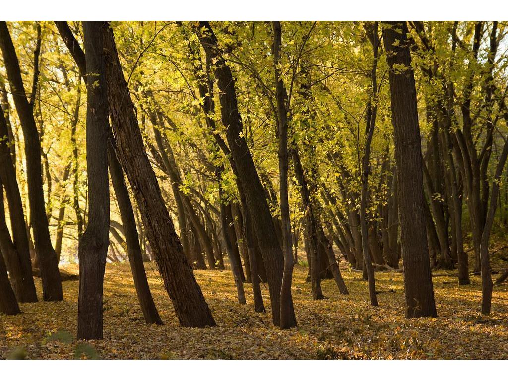 14423 Kingsview Lane N Dayton MN 55327 6824359 image66