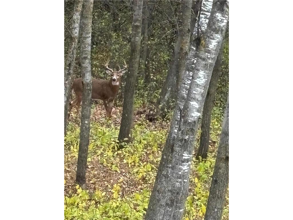 14545 Grand Oaks Drive Baxter MN 56425 7004403 image39