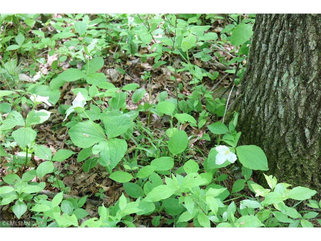 14638 State Highway 70 Pine City MN 55063 6704298 image56