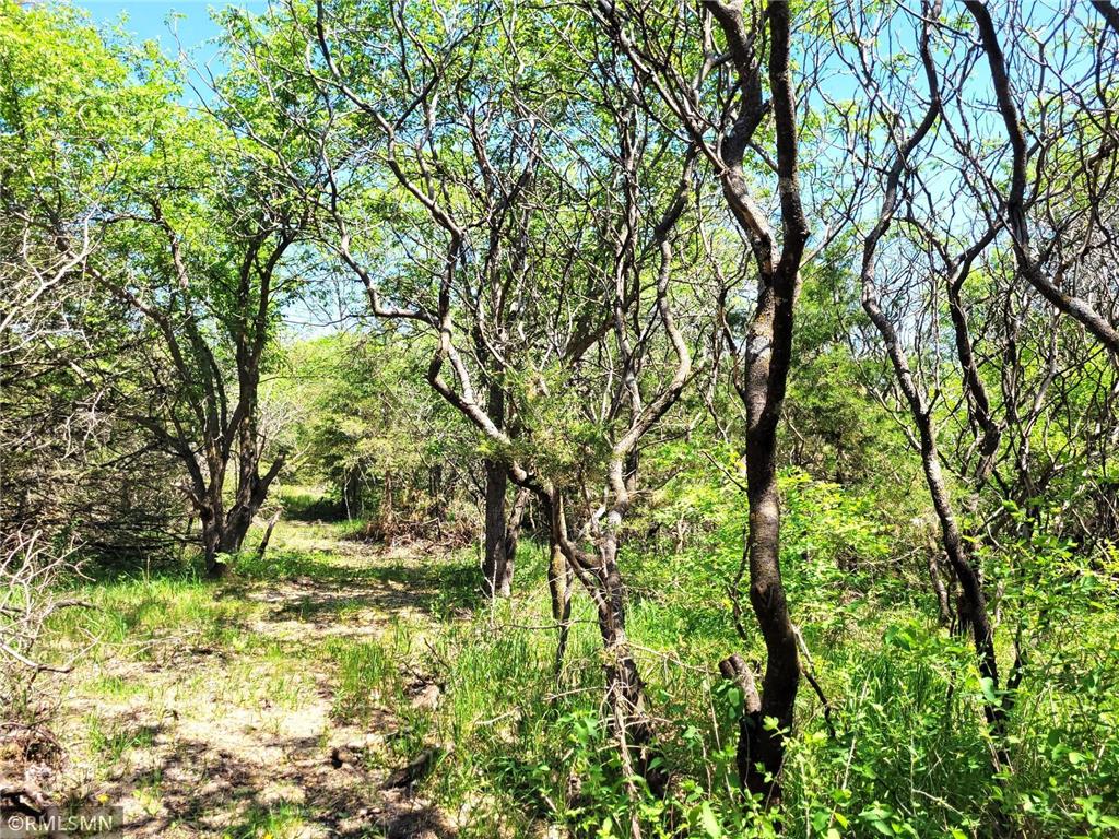 14XXX County Road 44 South Haven MN 55382 6719421 image4