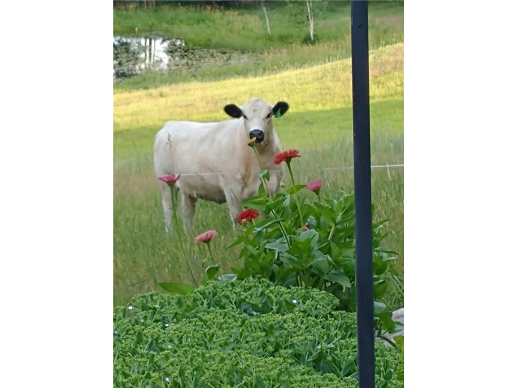 15015 Held Circle Collegeville Twp MN 56320 7027851 image41