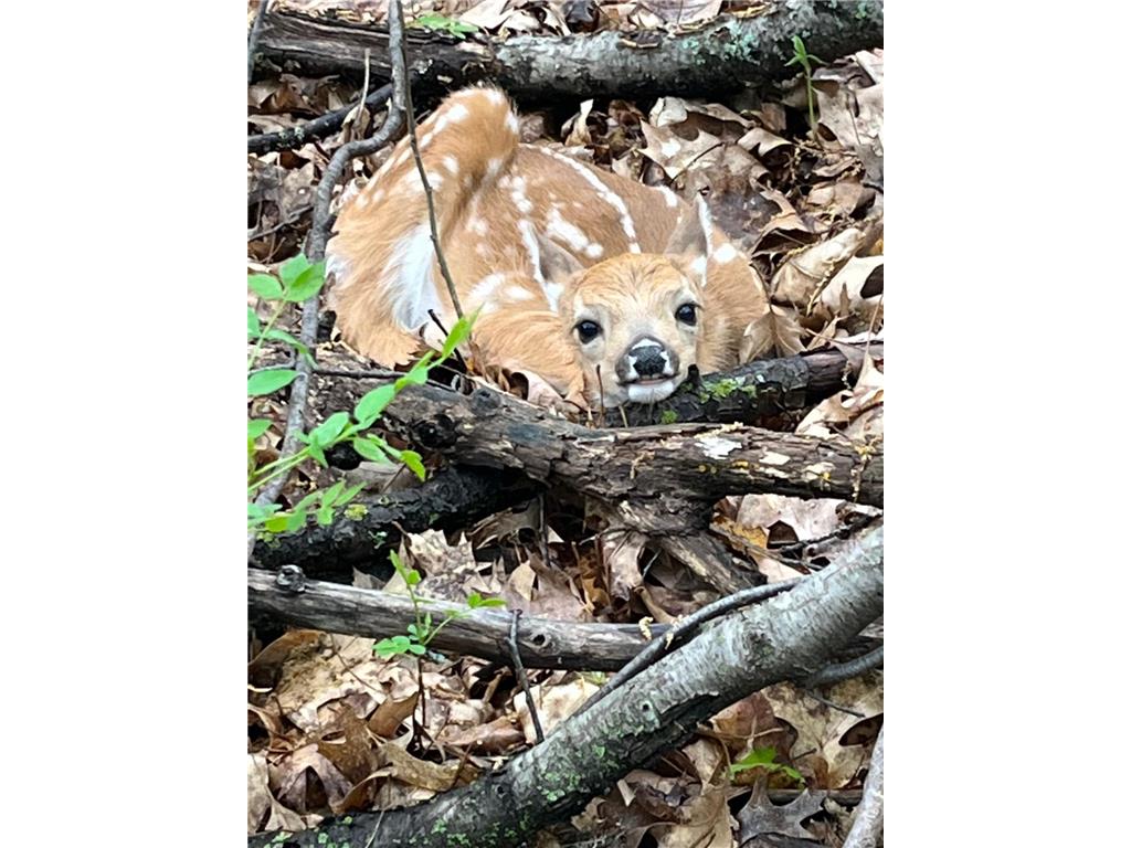 15015 Held Circle Collegeville Twp MN 56320 7027851 image50