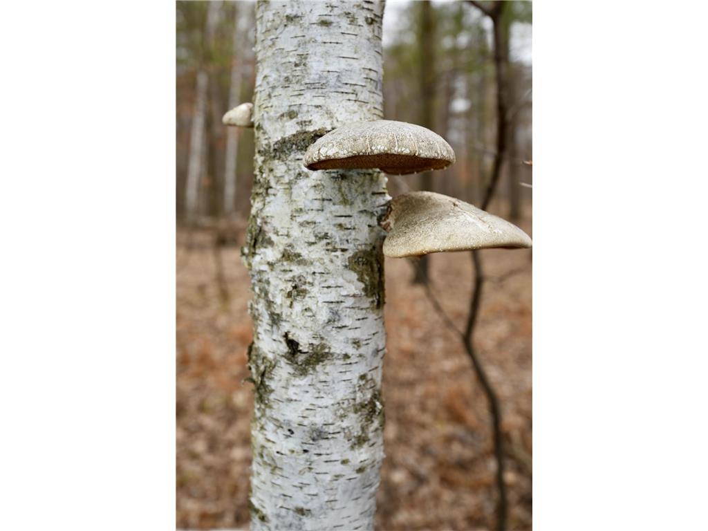 15324 61st Avenue Milaca MN 56353 6700383 image31