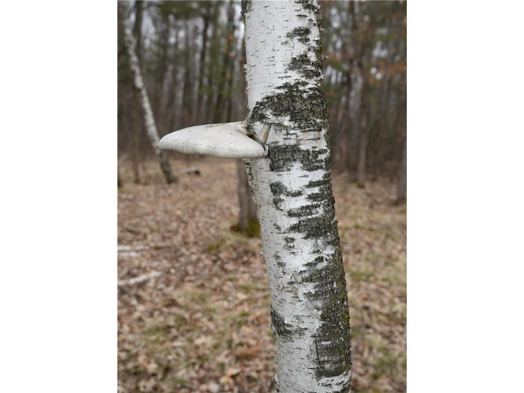 15324 61st Avenue Milaca MN 56353 6700383 image33