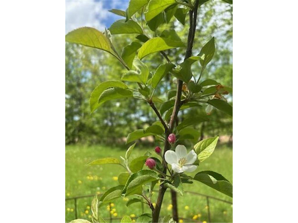 15370 Mallard Mission Creek Twp MN 55007 - East Pokegama Creek 6821348 image4