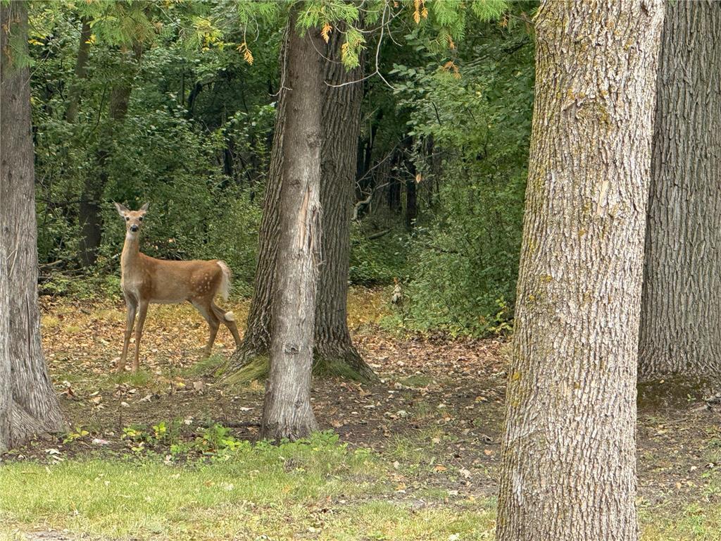 15636 US Highway 59 NE Rocksbury Twp MN 56701 6787131 image73