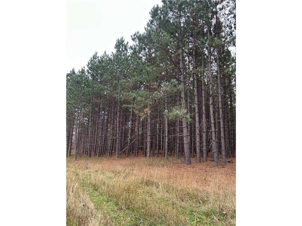 160 AC Basswood Lake Road Forest Twp MN 56575 6811455 image7