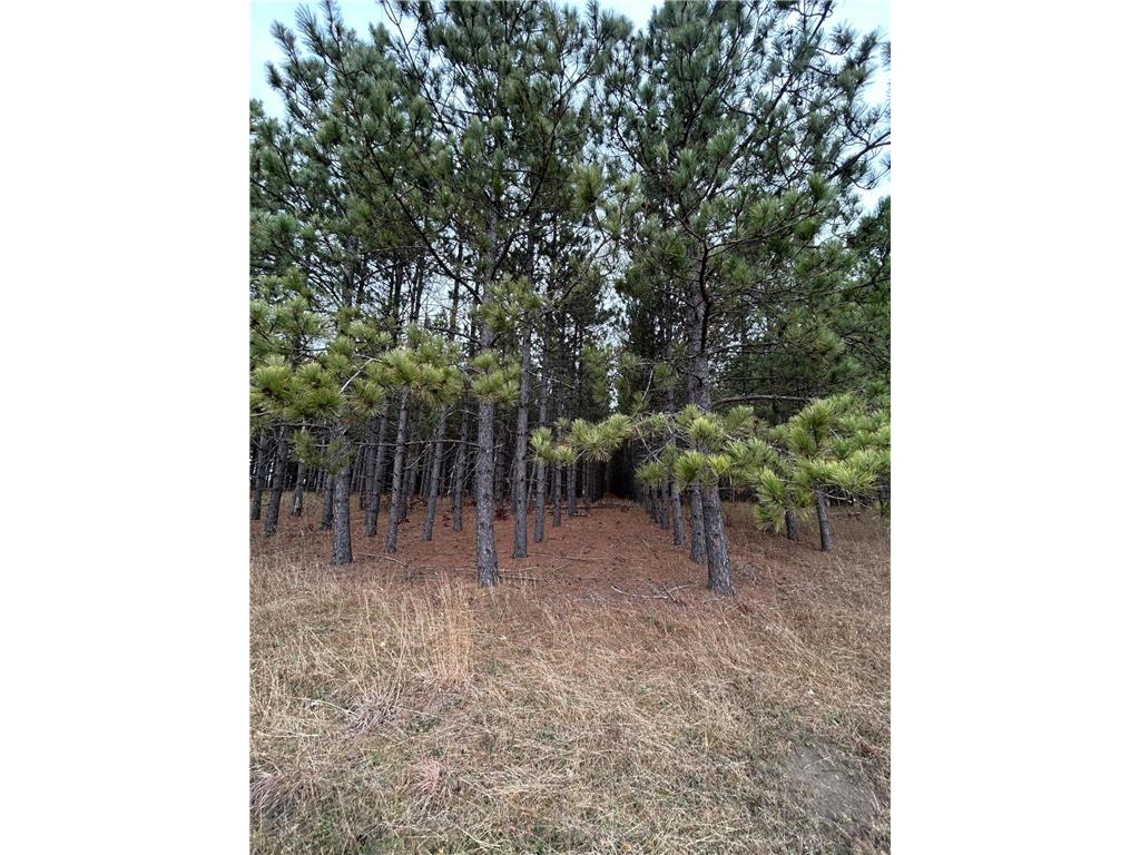 160 AC Basswood Lake Road Forest Twp MN 56575 6811455 image8