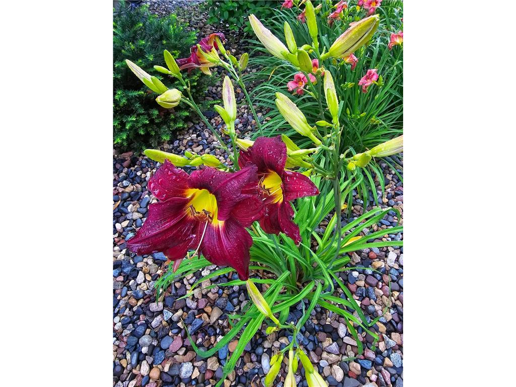 165 Birnamwood Drive Burnsville MN 55337 7009376 image36