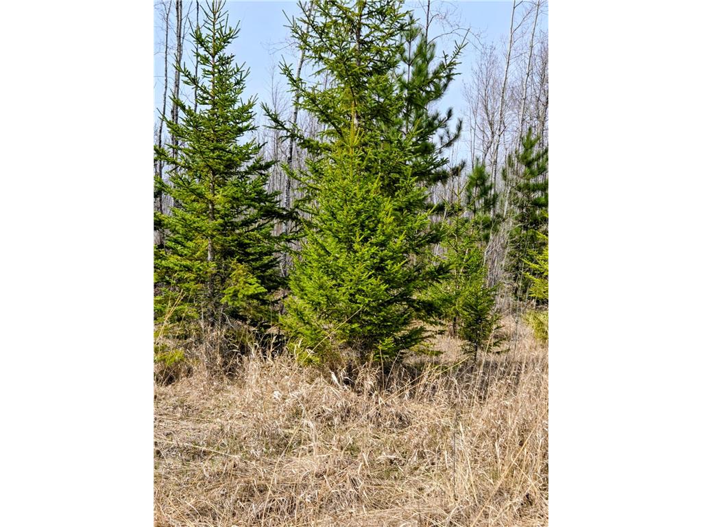 17 E County Road Mizpah MN 56660 6826228 image1