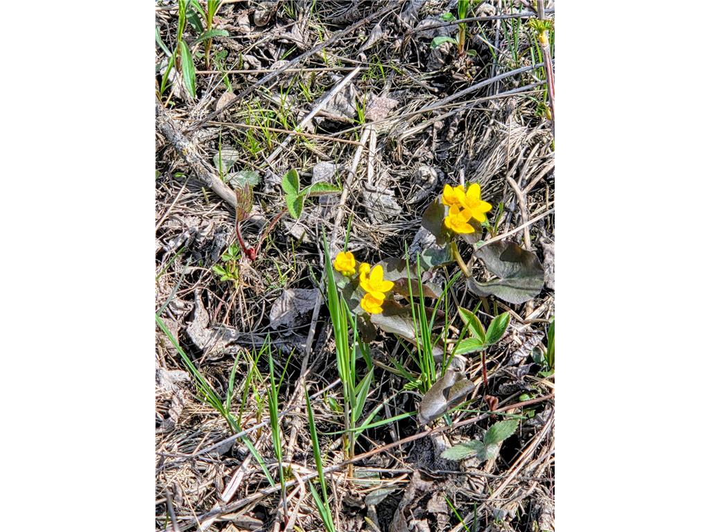 17 E County Road Mizpah MN 56660 6826228 image6