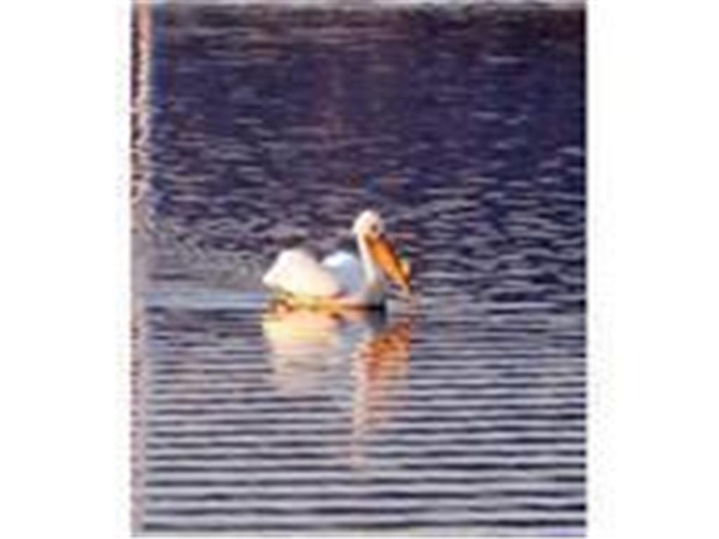 1702 N Lakeshore Drive #8 Lake City MN 55041 - PEPIN 6675183 image18