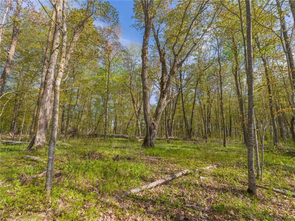 17549 295th Avenue Lakeside Twp MN 56342 7079169 image20