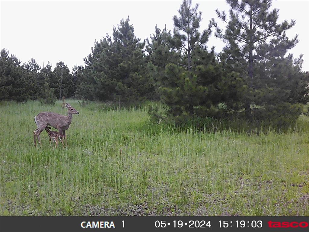 18310 150th Street Park Rapids MN 56470 7073126 image58