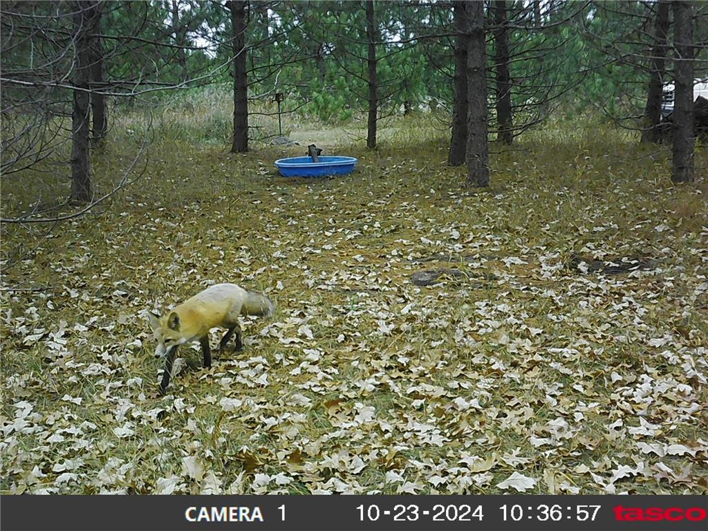 18310 150th Street Park Rapids MN 56470 7073126 image67