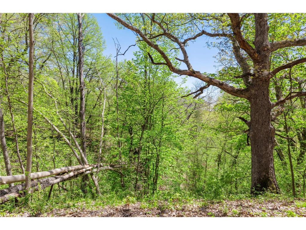 19151 Shamrock Lane Shafer MN 55074 7075330 image77