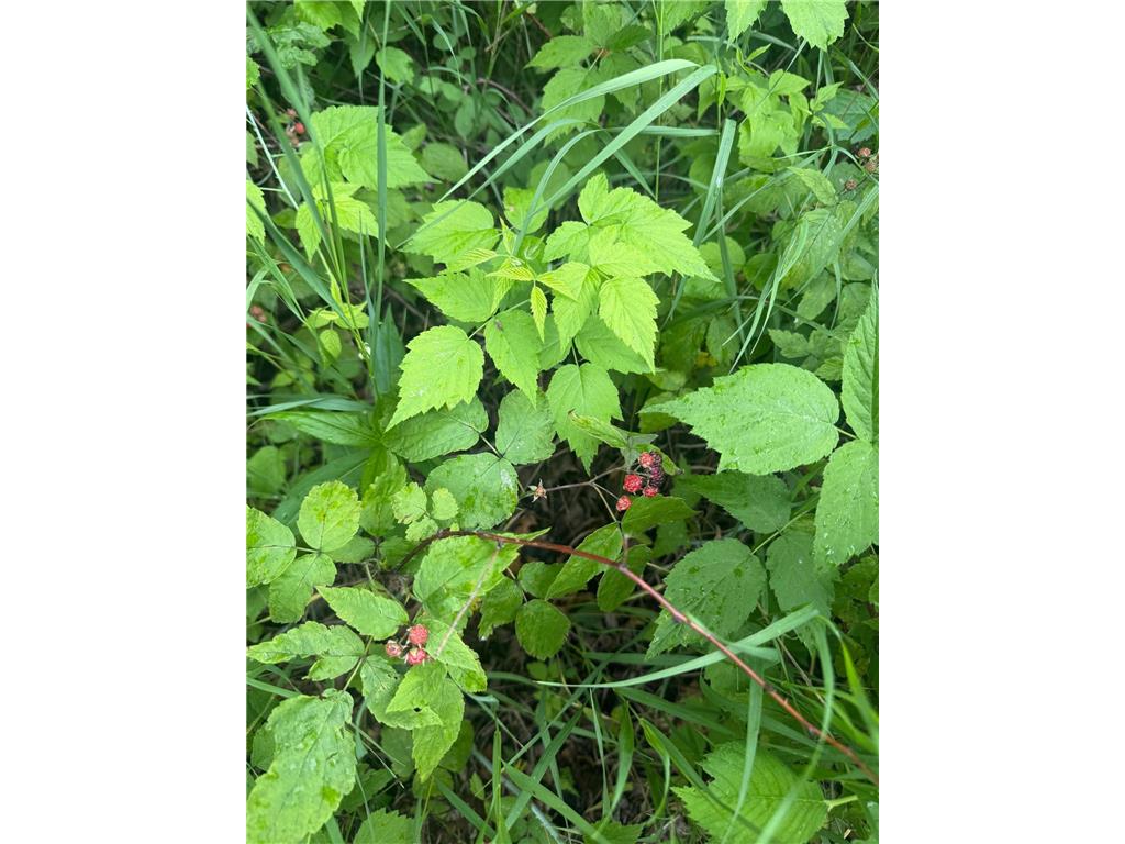 19289 Upland Street Elk River MN 55330 6746912 image12