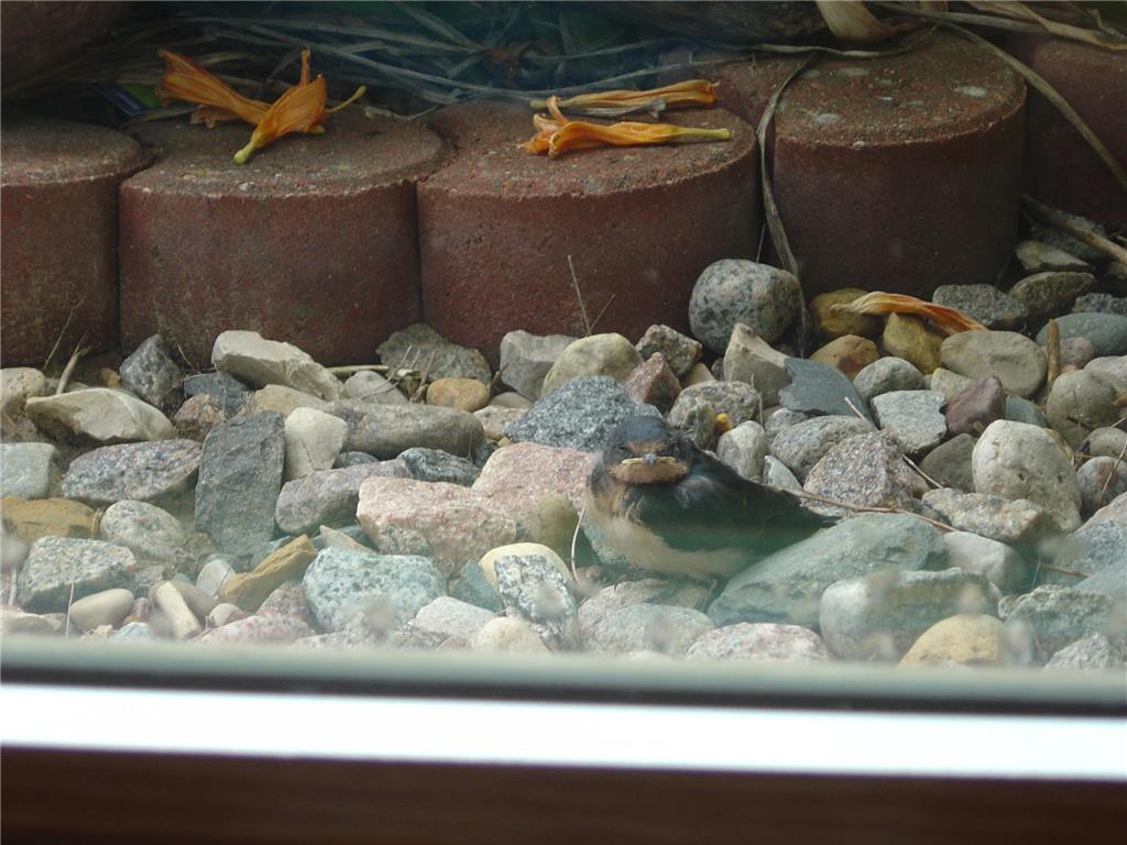 19800 Stephan Drive Minnewaska Twp MN 56381 6740135 image51