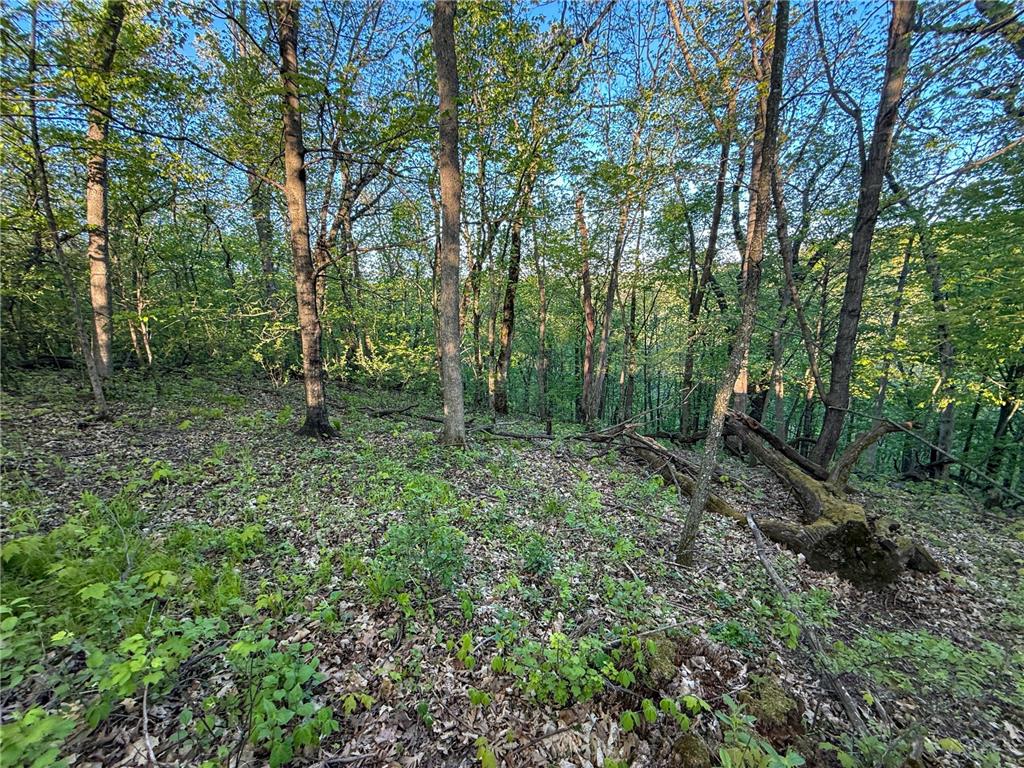 19807 Balentine Road Caledonia MN 55921 7074217 image71