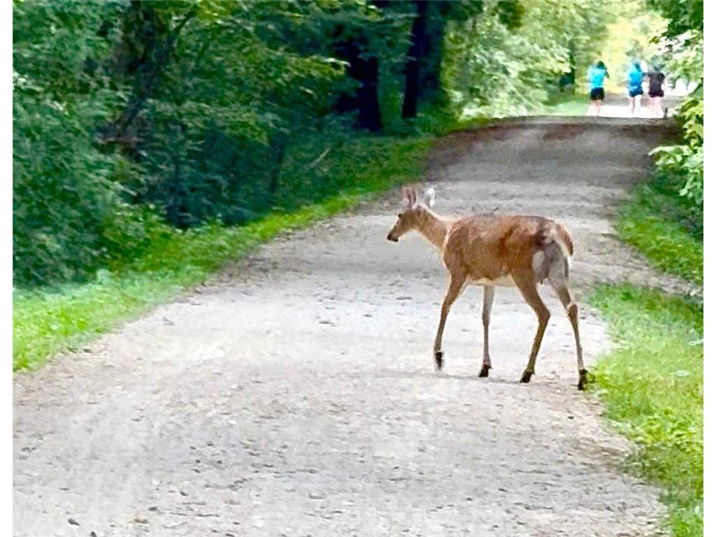 19860 Cottagewood Road Deephaven MN 55331 - Lake Minnetonka 7043361 image2