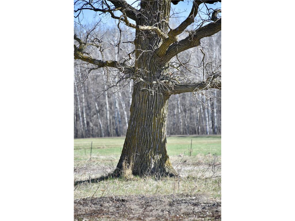 19XXX 150th Avenue Milaca MN 56353 7047704 image17