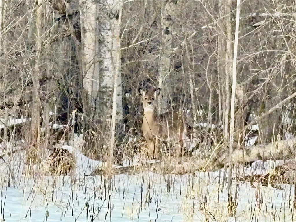 1TBD Minnesota Ave NE Warroad MN 56763 7022964 image4