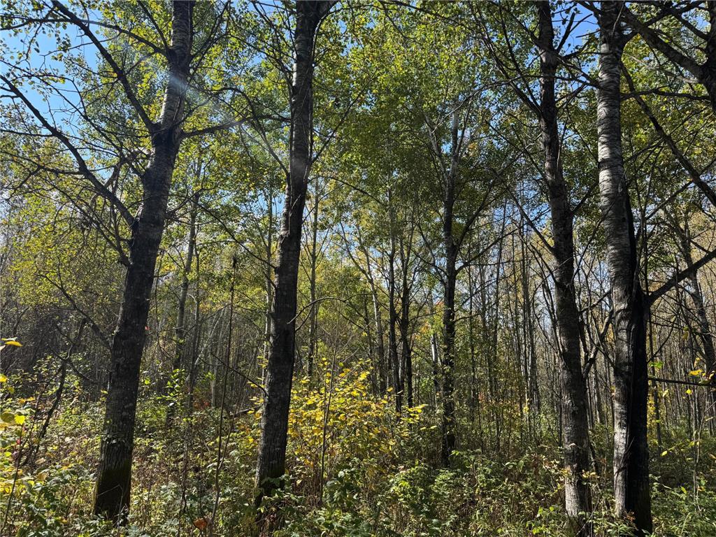 1xxx 460th Lane Palisade MN 56469 6801014 image18