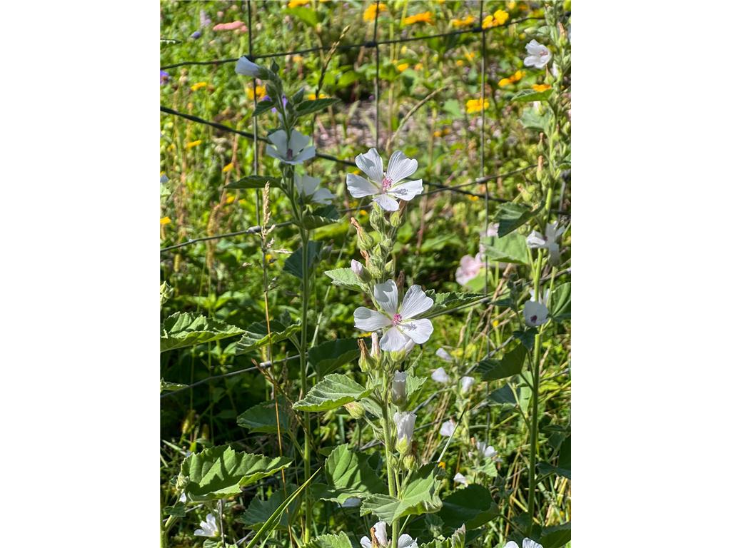 2019 Whiting Road NW Northern Twp MN 56601 6775770 image95