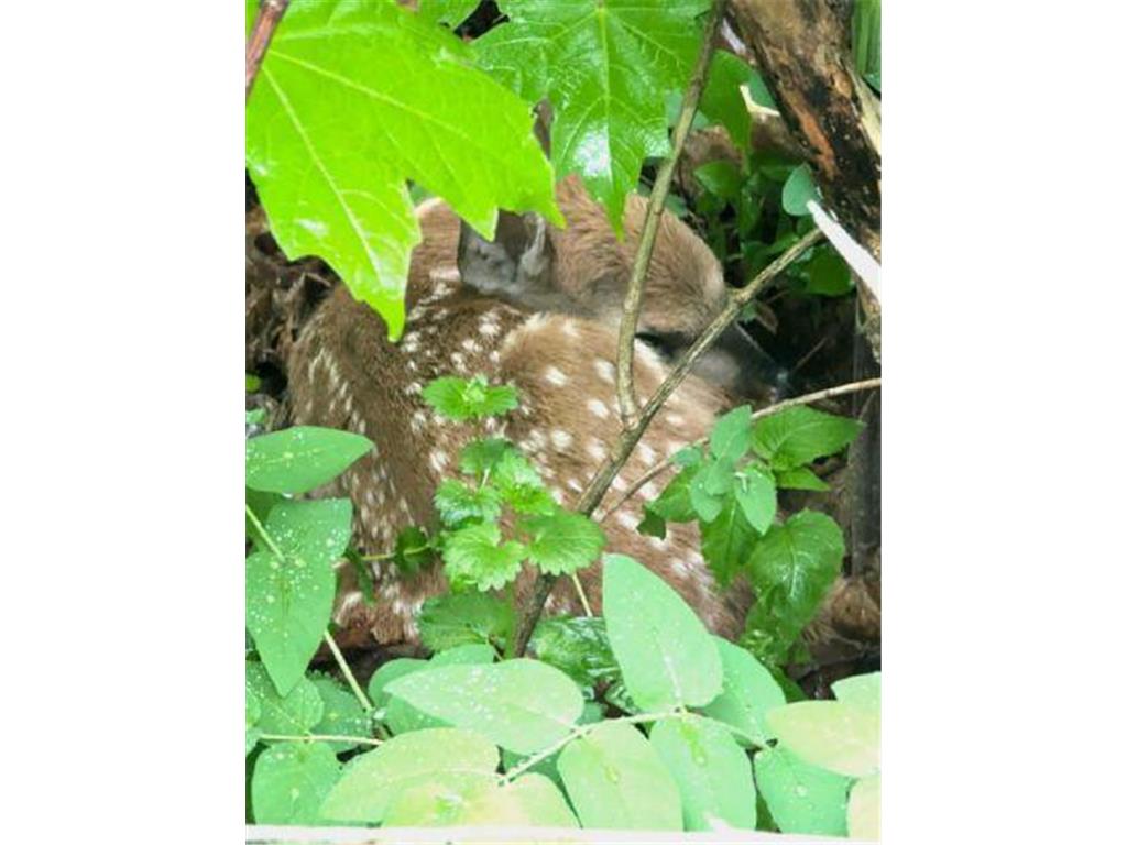 202 2nd Avenue N Frederic WI 54837 6784172 image52