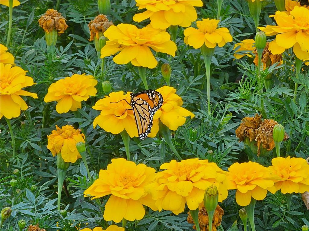 203 3rd Avenue E Lamberton MN 56152 6790033 image34