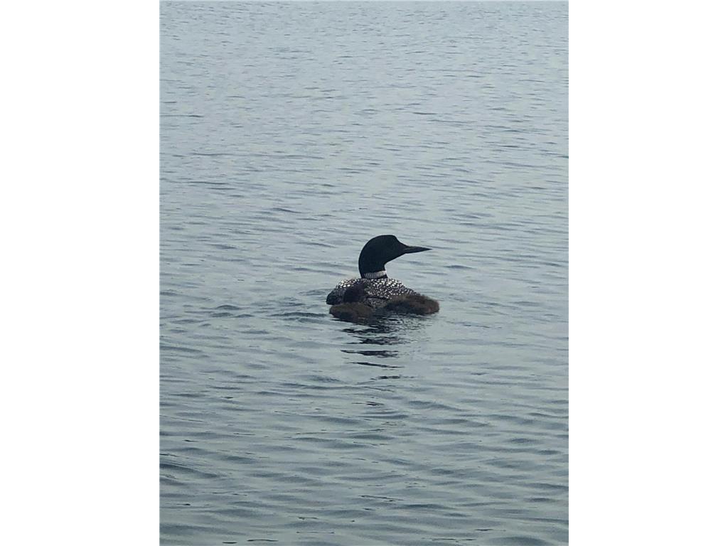 2132 295th Avenue Luck WI 54853 - Long Trade 7017036 image34