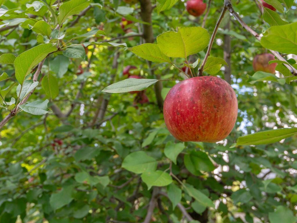 22285 Jasmine Way Rogers MN 55374 6803809 image39