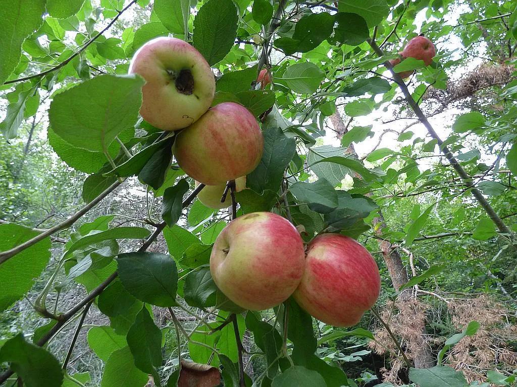 22519 County Road 3 Lake Edward Twp MN 56465 6588818 image24