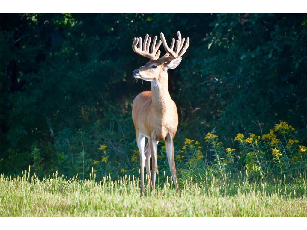 22750 Nelson Road Lake Eunice Twp MN 56501 6384260 image1