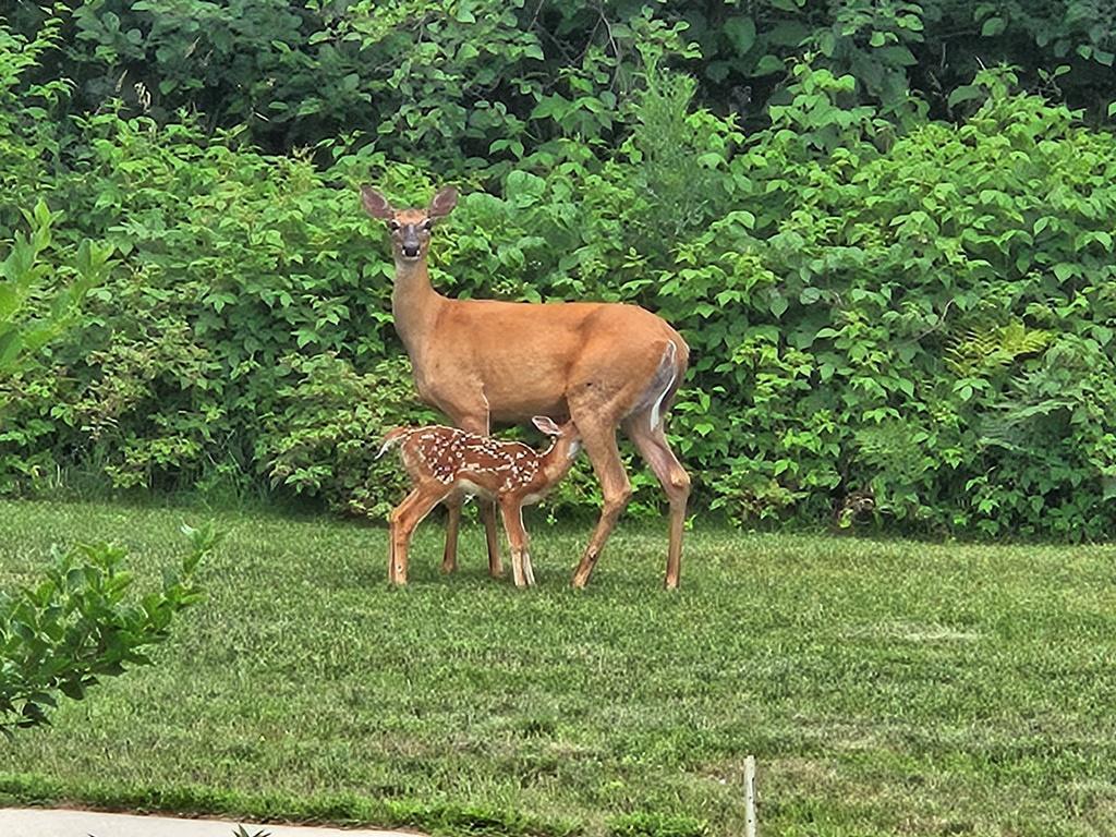 232 Scenic Estates Drive Bigfork MN 56628 7040990 image30