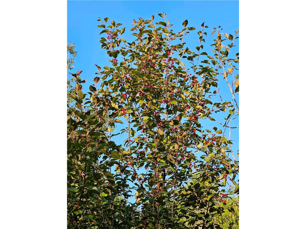 2351 35th Street SW Boone Twp MN 56623 6598225 image12