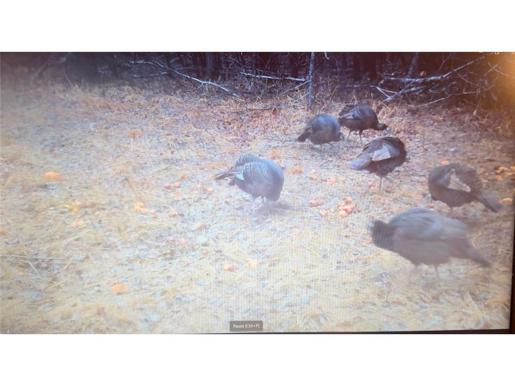 2359 County Road 8 Clear Creek Unorg. Terr. MN 55749 7110564 image41