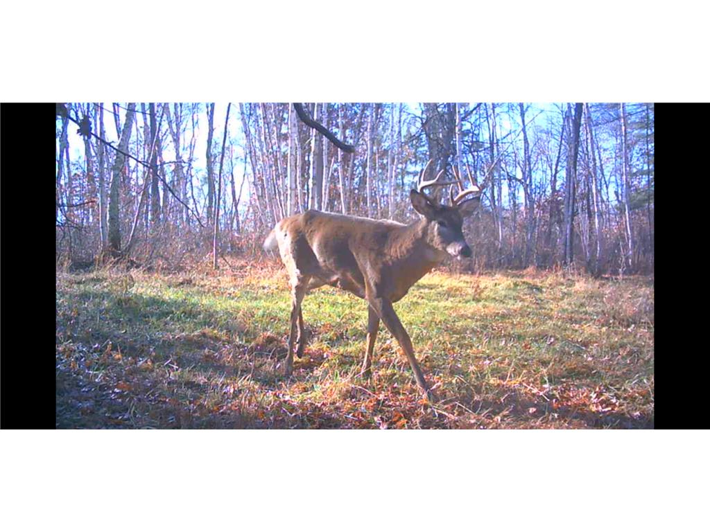 239 County 49 NW Ponto Lake Twp MN 56474 6822130 image62