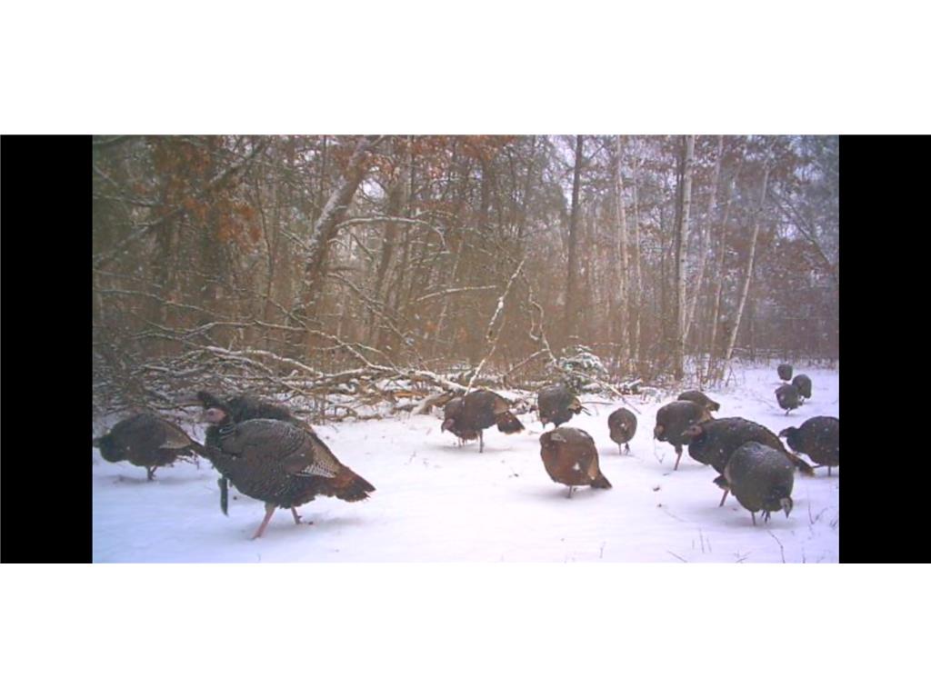 239 County 49 NW Ponto Lake Twp MN 56474 6822130 image64