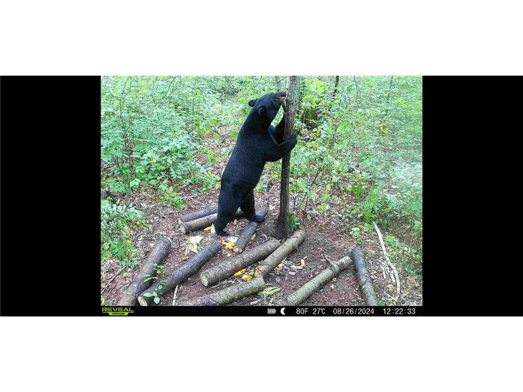 239 County 49 NW Ponto Lake Twp MN 56474 6822130 image69