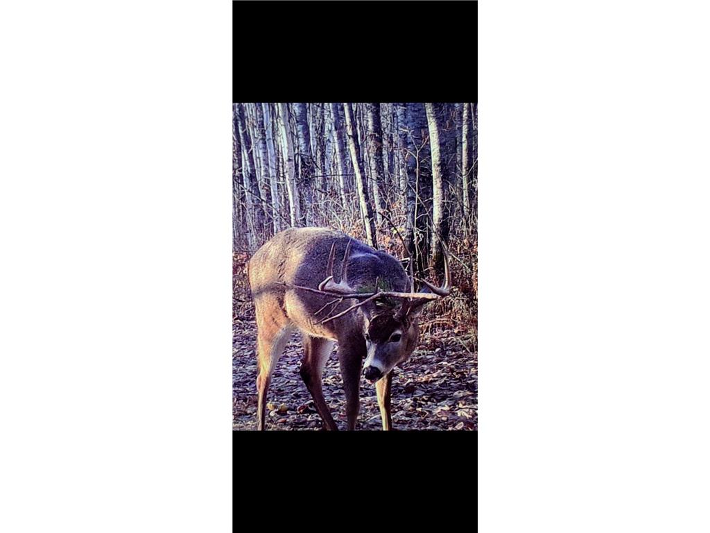 239 County 49 NW Ponto Lake Twp MN 56474 6822130 image72