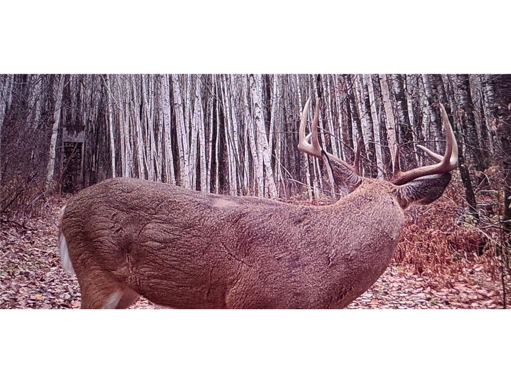 239 County 49 NW Ponto Lake Twp MN 56474 6822130 image73