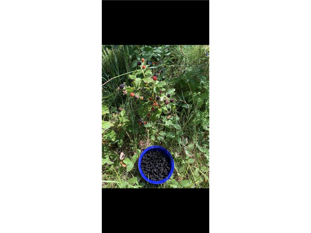 239 County 49 NW Ponto Lake Twp MN 56474 6822130 image82