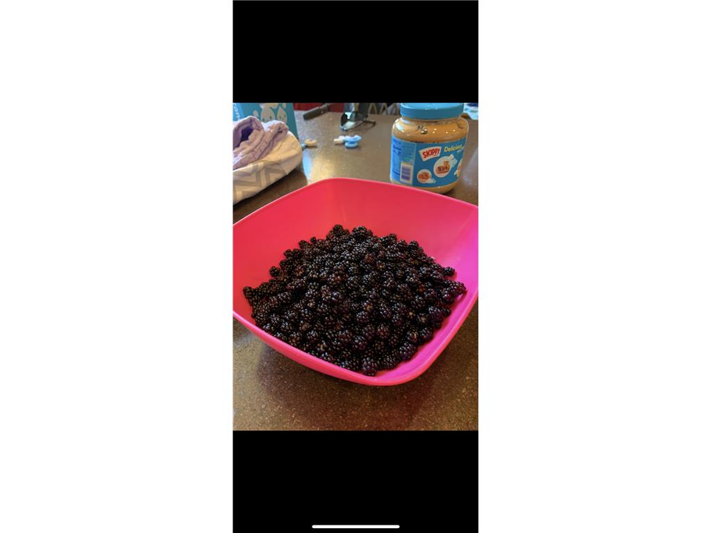 239 County 49 NW Ponto Lake Twp MN 56474 6822130 image83