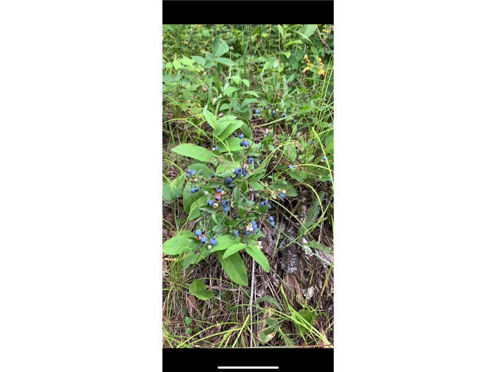 239 County 49 NW Ponto Lake Twp MN 56474 6822130 image84