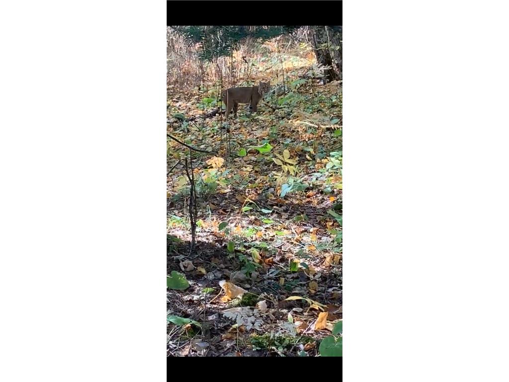 239 County 49 NW Ponto Lake Twp MN 56474 6822130 image85