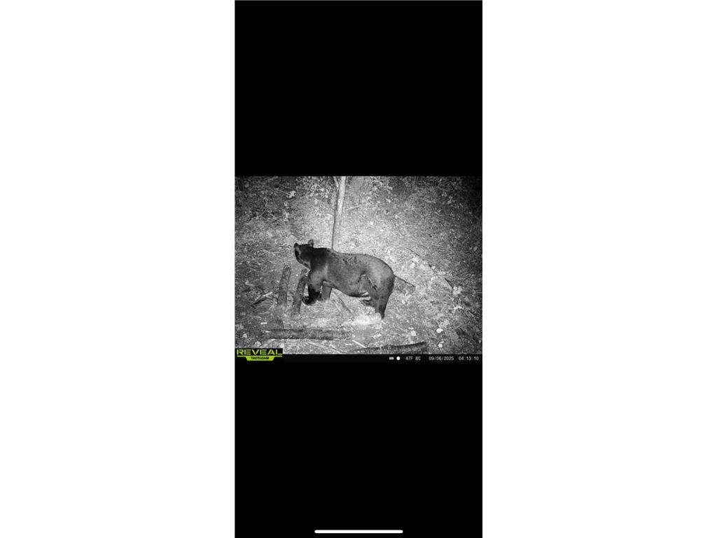 239 County 49 NW Ponto Lake Twp MN 56474 6822130 image88