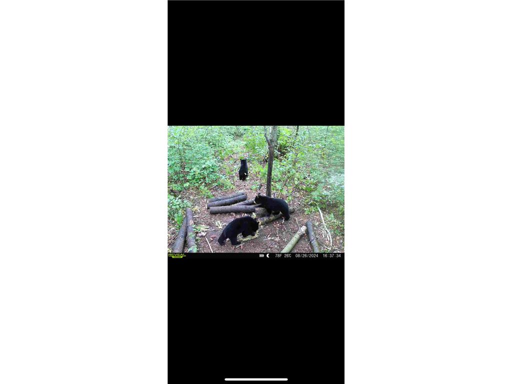 239 County 49 NW Ponto Lake Twp MN 56474 6822130 image89